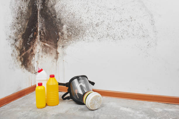 Best Basement Mold Remediation in Stevenson, WA