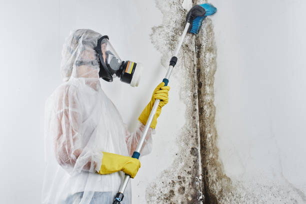 Best Crawl Space Mold Remediation in Stevenson, WA