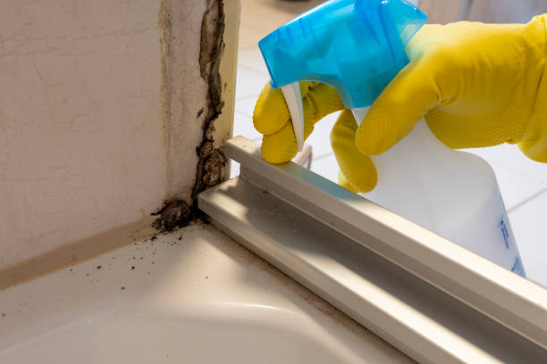 Best Basement Mold Remediation in Stevenson, WA