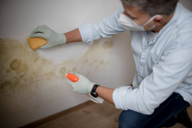 Best Mold Remediation for Schools in Stevenson, WA