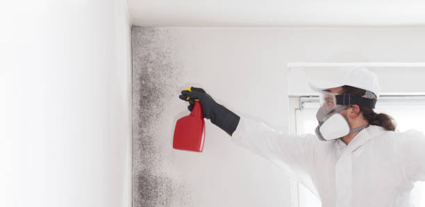 Best Mold Remediation for Specific Building Types in Stevenson, WA