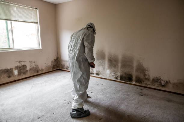 Best Black Mold Remediation in Stevenson, WA