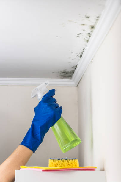 Best Attic Mold Remediation in Stevenson, WA