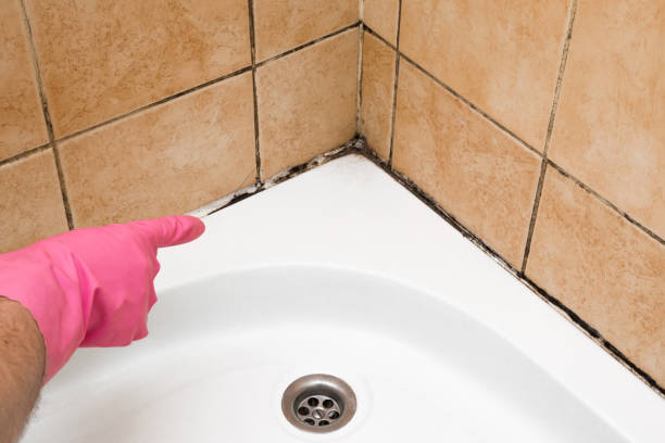 Best Emergency Mold Remediation in Stevenson, WA